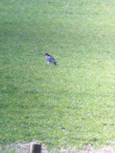 Wyke Peregrine