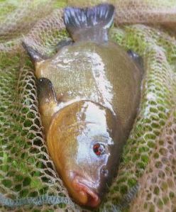 MA tench