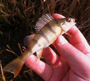 Micro Perch