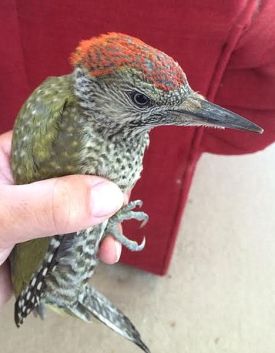 Green Woodpecker Juve