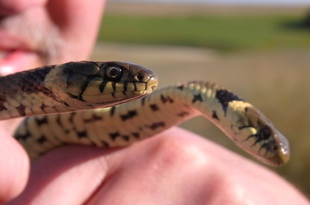 more grassies 051.JPG